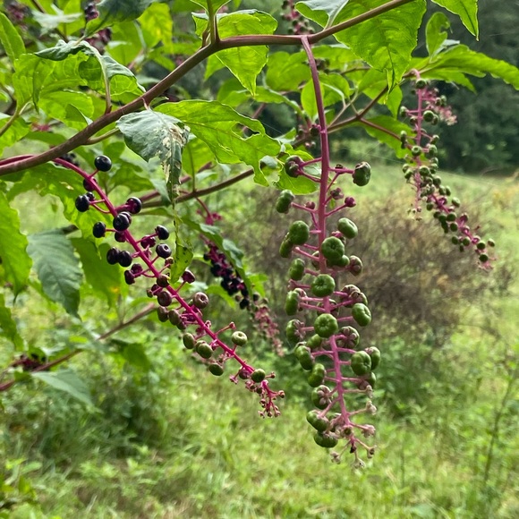 Costume Jewelry - Gifted/Bundle Colorful choker rhinestones